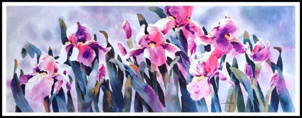 CAP 1656 Iris Pageantry